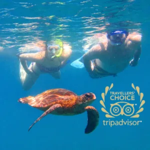 Family snorkeling tour with dolphins and turtles