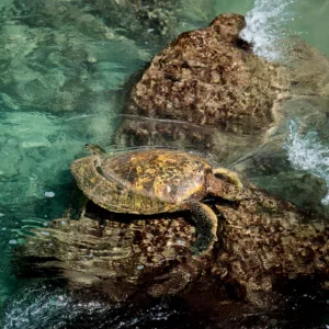 Wildlife program focused on Hawaiian sea turtles