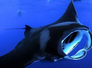 Private group snorkeling with manta rays at night
