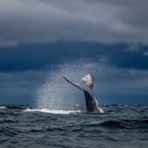 Whale breaching in Hawaiian waters near Kona