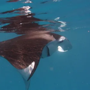 Snorkeler swimming near manta rays at night