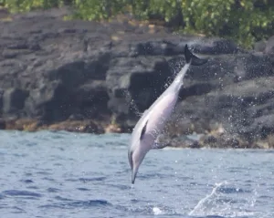 Snorkelers gearing up at Honokohau Harbor