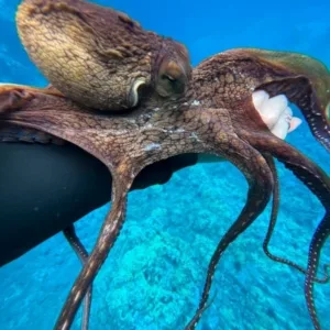 Snorkelers exploring vibrant coral reef underwater