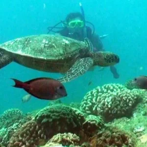 Scuba diver preparing for shore dive