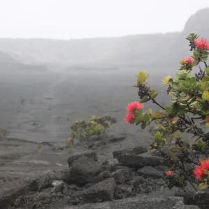 Steam vents emitting mist at Volcano National Park